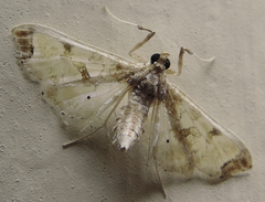 Neoleucinodes elegantalis