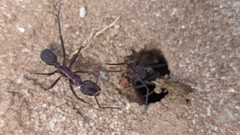 Ectatomma opaciventre