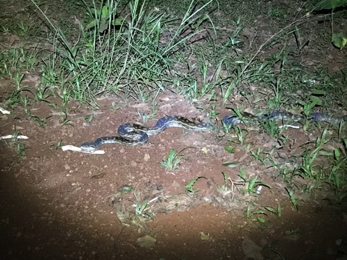 Australian Scrub Python sighting