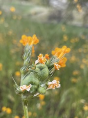 Schizomyia macrofila