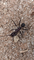 Ectatomma opaciventre