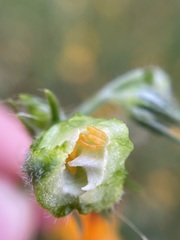 Schizomyia macrofila