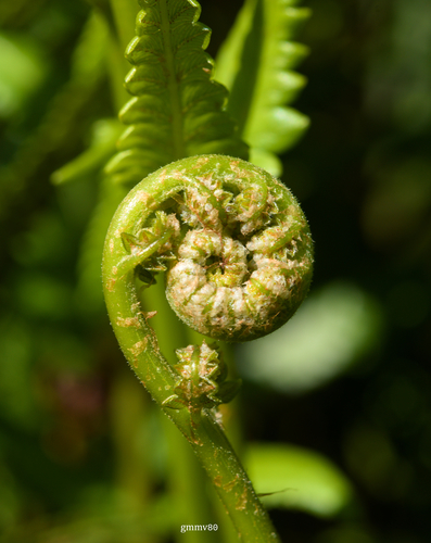 Cyclosorus interruptus