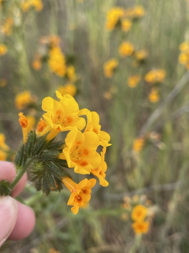 Image of Amsinckia eastwoodiae by (c) Matt Berger, some rights reserved (CC BY)