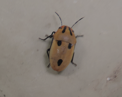 Agonosoma flavolineatum