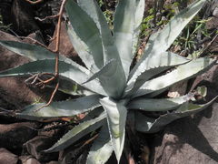Agave sobria sobria