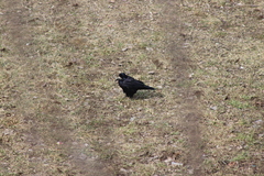 Corvus frugilegus