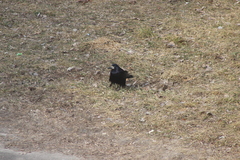 Corvus frugilegus