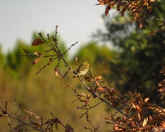 Serinus serinus