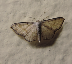 Geometridae