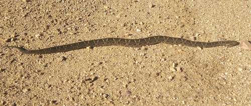 Pampas Lancehead, Bothrops pubescens