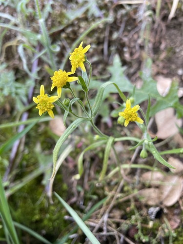 Greene's goldfields (Lasthenia debilis)