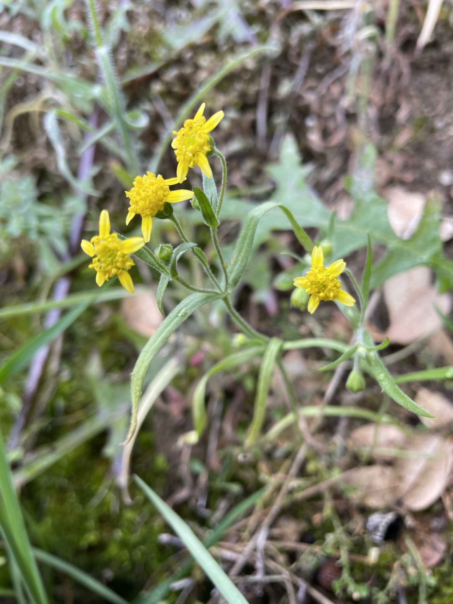 Lasthenia debilis