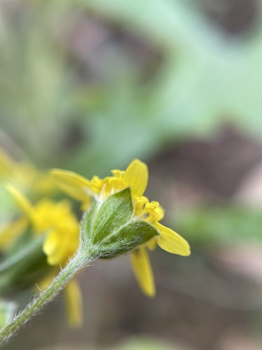 Image of Lasthenia debilis by (c) Matt Berger, some rights reserved (CC BY)