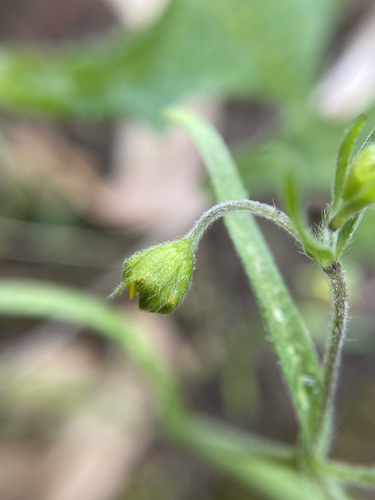 Image of Lasthenia debilis by (c) Matt Berger, some rights reserved (CC BY)