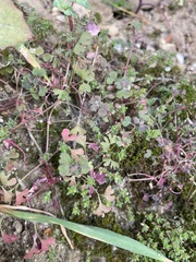 Pterostegia drymarioides