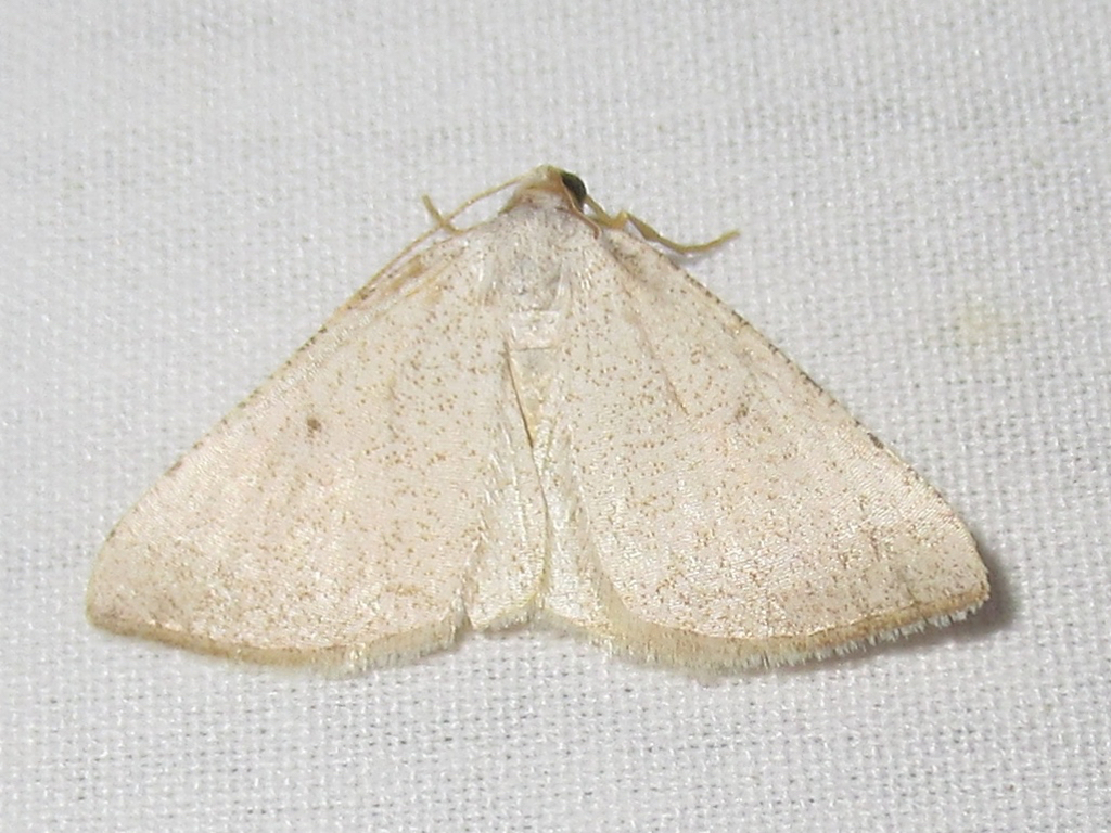 Taeniogramma mendicata