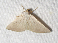 Taeniogramma