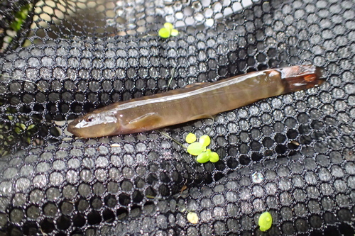 Schistura sonlaensis