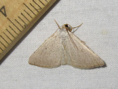 Taeniogramma