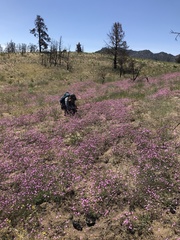 Gilia leptantha purpusii