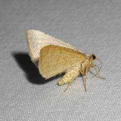Taeniogramma