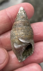 Cerithium adustum