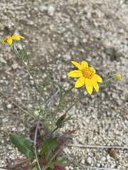 Pseudobahia heermannii