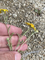 Pseudobahia heermannii