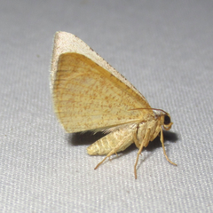 Taeniogramma