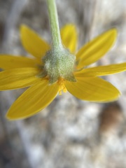 Pseudobahia heermannii
