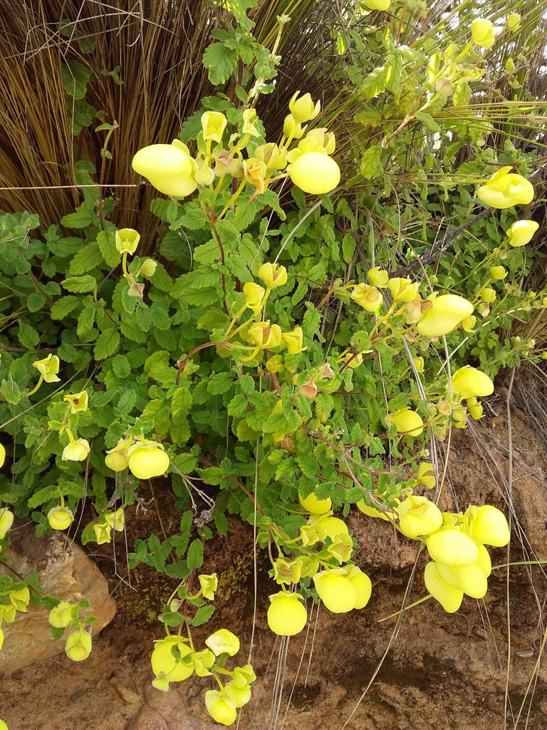Calceolaria parvifolia