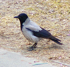 Corvus cornix