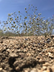 Nemacladus sigmoideus