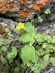 Erythranthe geniculata