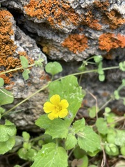 Erythranthe geniculata