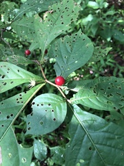 Capsiceae