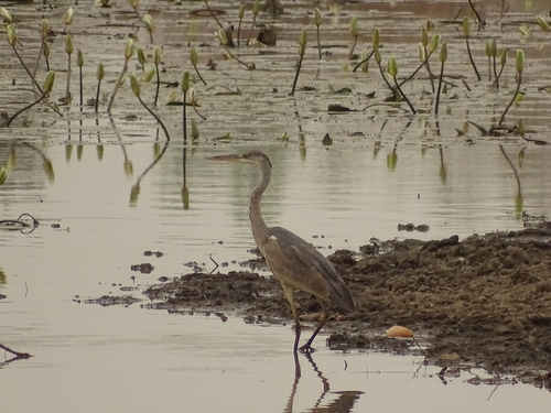 Grey Heron