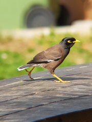 Acridotheres tristis