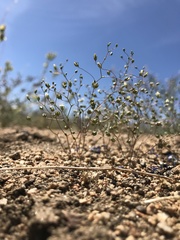 Nemacladus sigmoideus