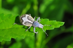 Naupactus glaucus