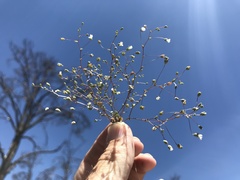 Nemacladus sigmoideus