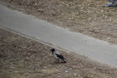 Corvus cornix