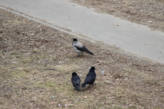 Corvus cornix