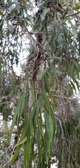 Melaleuca fluviatilis