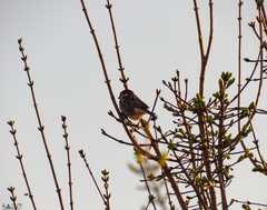 Passer hispaniolensis hispaniolensis