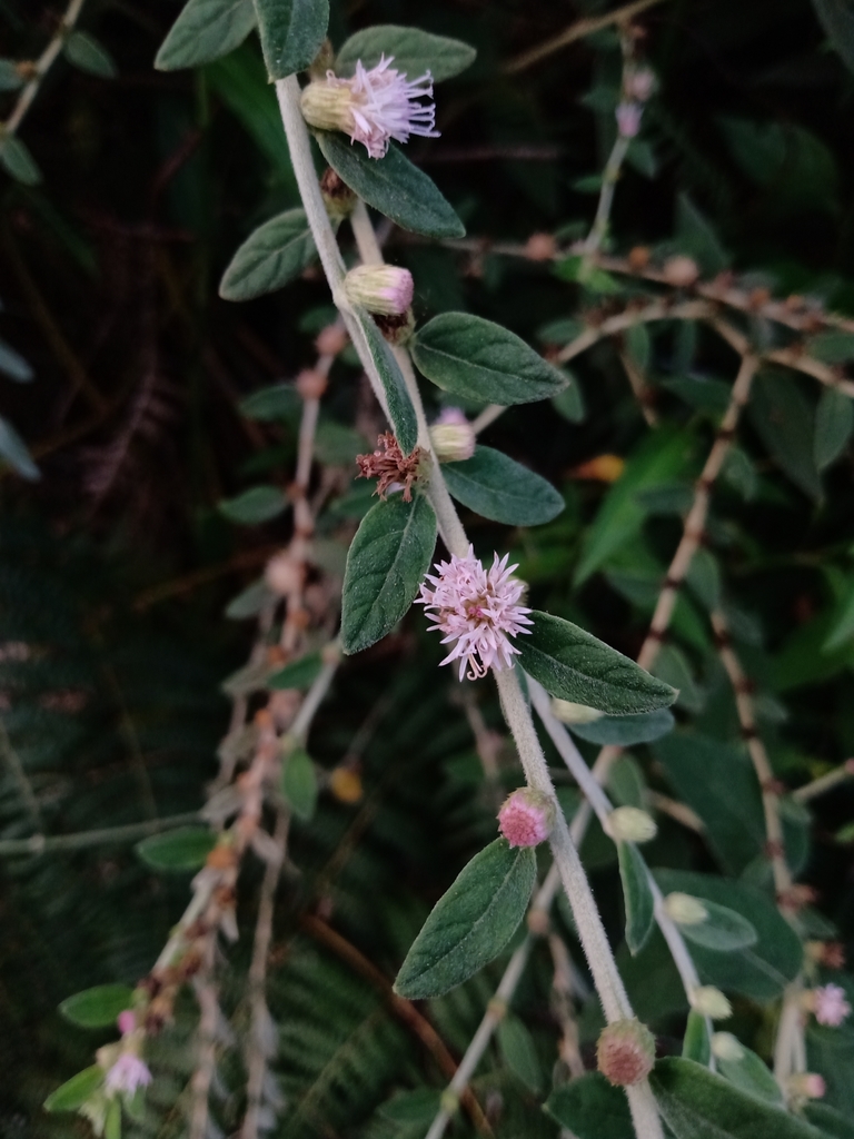 Lepidaploa chamissonis