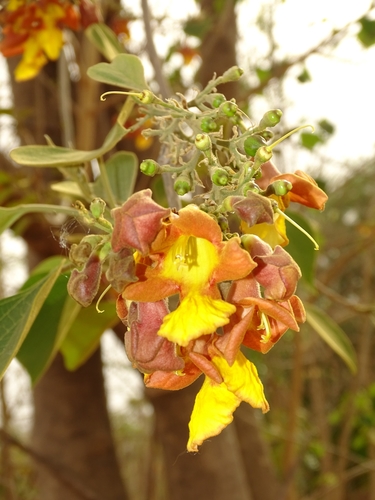 Gmelina arborea - Leaves