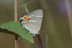 Strymon acis bartrami