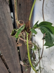 Lepidoptera